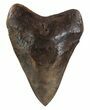 Fossil Megalodon Tooth - Georgia #89004-1